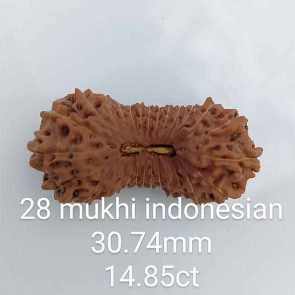 28 mukhi rudraksha 30.7mm
