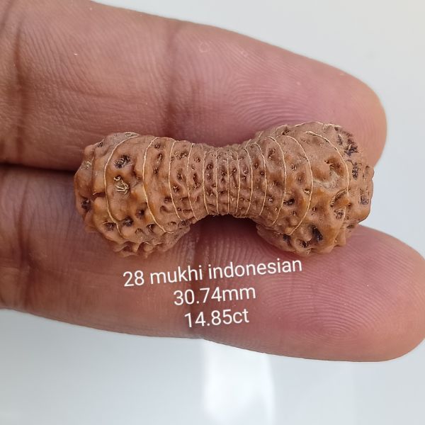 28 mukhi rudraksha 30.7mm