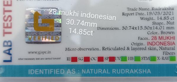 28 mukhi rudraksha 30.7mm