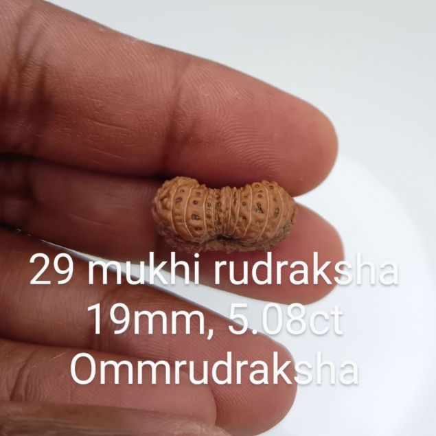 29 mukhi rudraksha 19mm