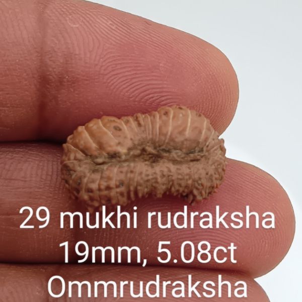 29 mukhi rudraksha 19mm
