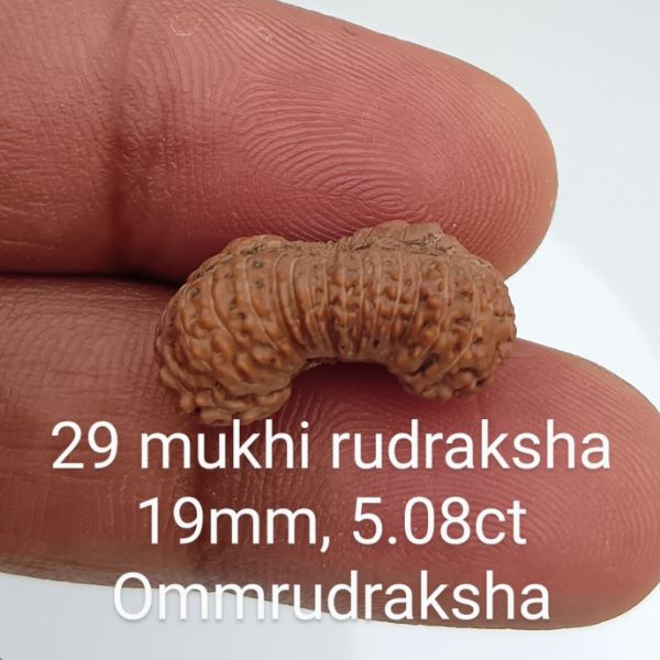 29 mukhi rudraksha 19mm