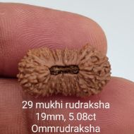 29 mukhi rudraksha 19mm