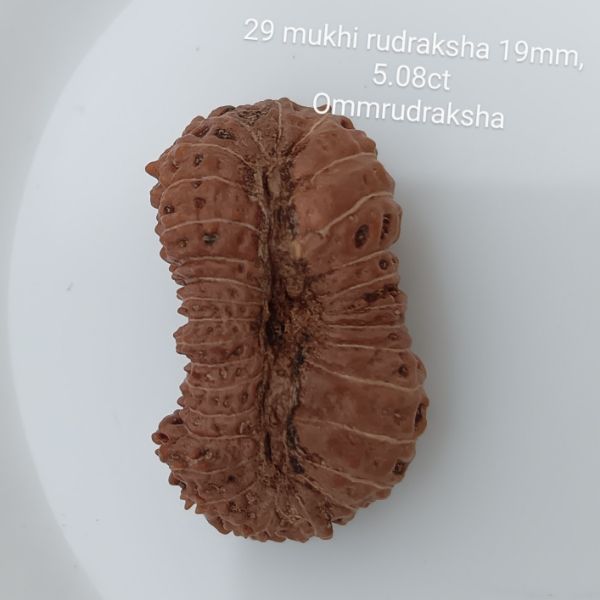 29 mukhi rudraksha 19mm
