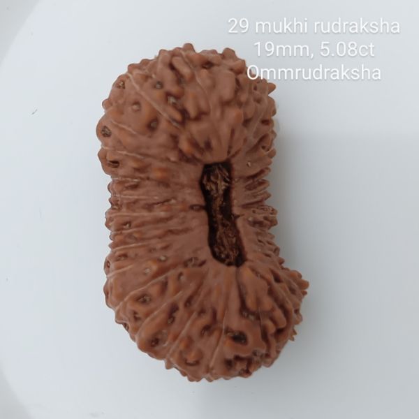 29 mukhi rudraksha 19mm