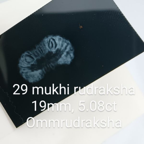 29 mukhi rudraksha 19mm