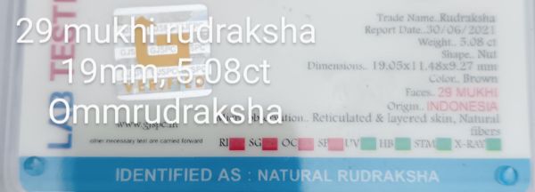 29 mukhi rudraksha 19mm