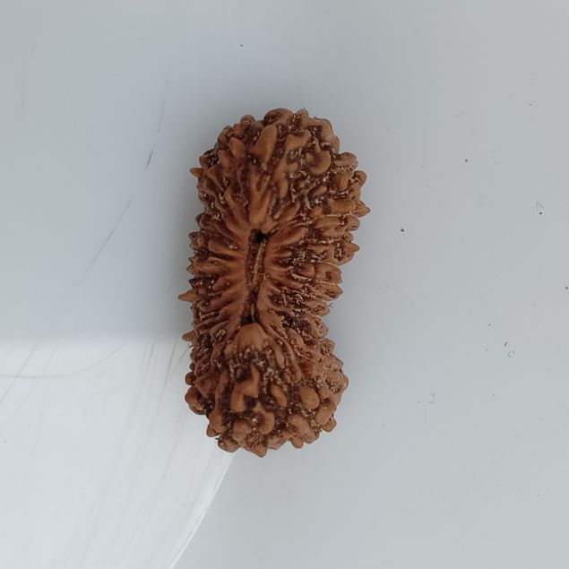 22 mukhi rudraksha 16.5mm