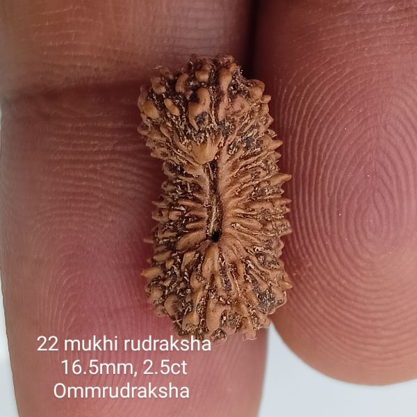 22 mukhi rudraksha 16.5mm