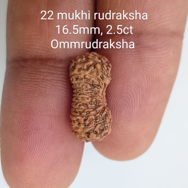 22 mukhi rudraksha 16.5mm