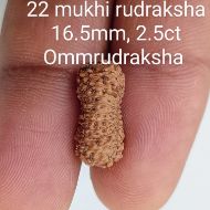 22 mukhi rudraksha 16.5mm