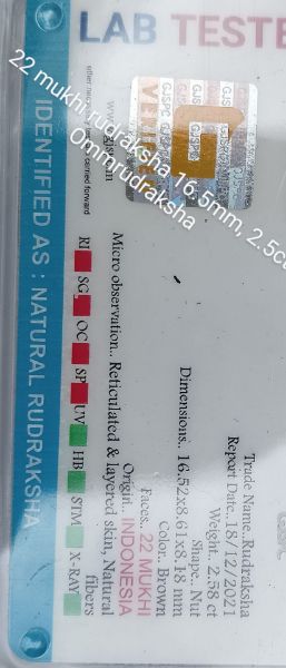 22 mukhi rudraksha 16.5mm