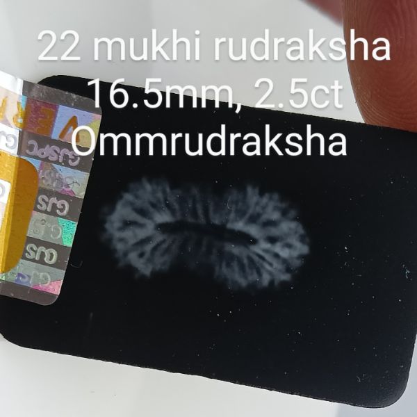 22 mukhi rudraksha 16.5mm