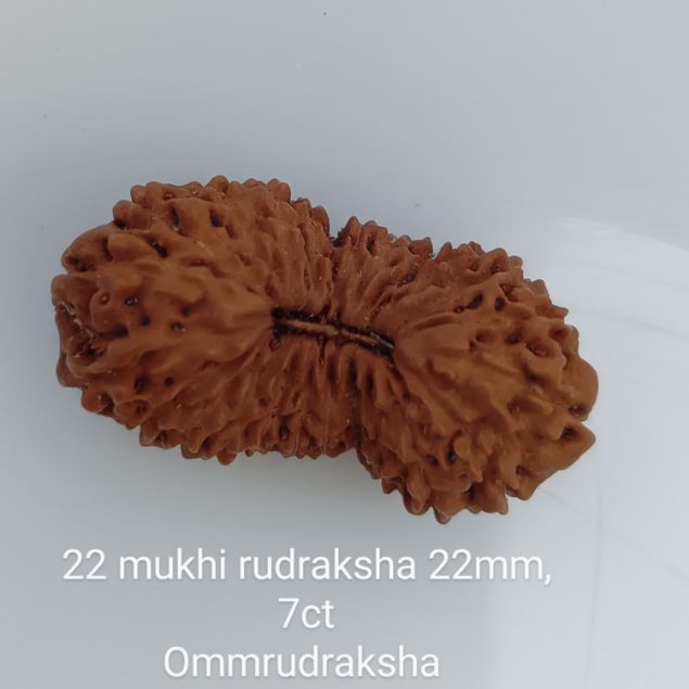 22 mukhi rudraksha 22mm
