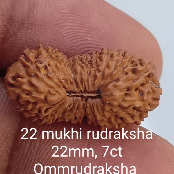 22 mukhi rudraksha 22mm
