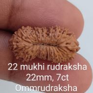 22 mukhi rudraksha 22mm