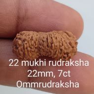 22 mukhi rudraksha 22mm