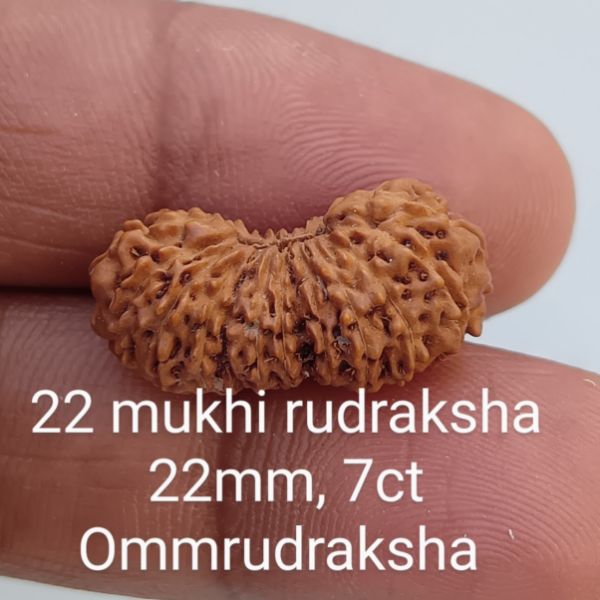 22 mukhi rudraksha 22mm