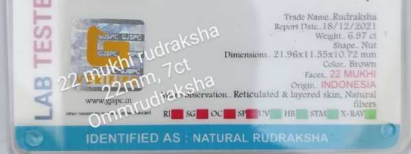 22 mukhi rudraksha 22mm