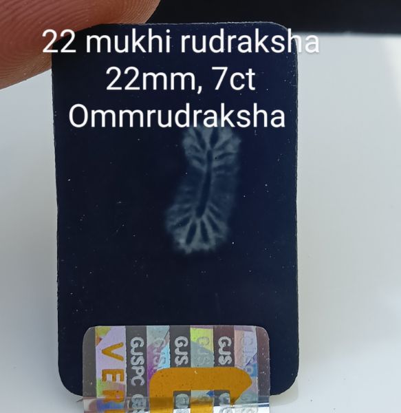 22 mukhi rudraksha 22mm