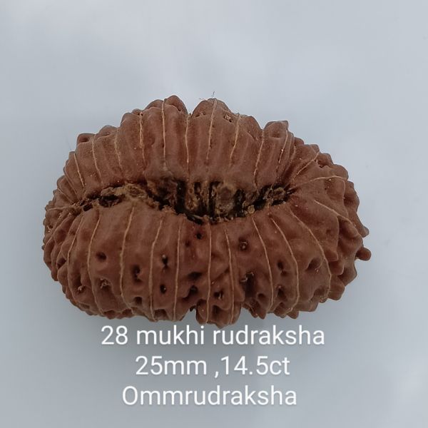 28 mukhi rudraksha 25mm 