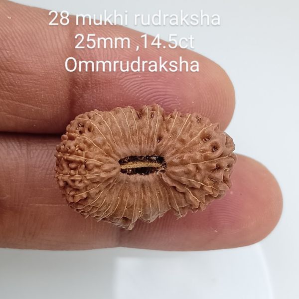 28 mukhi rudraksha 25mm 