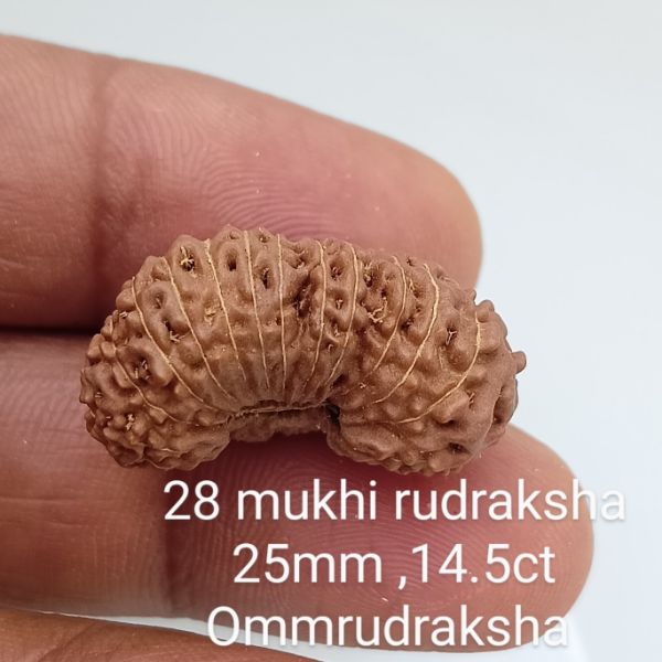 28 mukhi rudraksha 25mm 