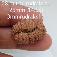 28 mukhi rudraksha 25mm 