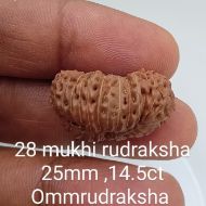 28 mukhi rudraksha 25mm 