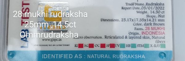 28 mukhi rudraksha 25mm 