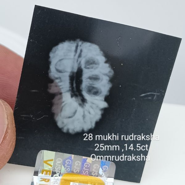 28 mukhi rudraksha 25mm 
