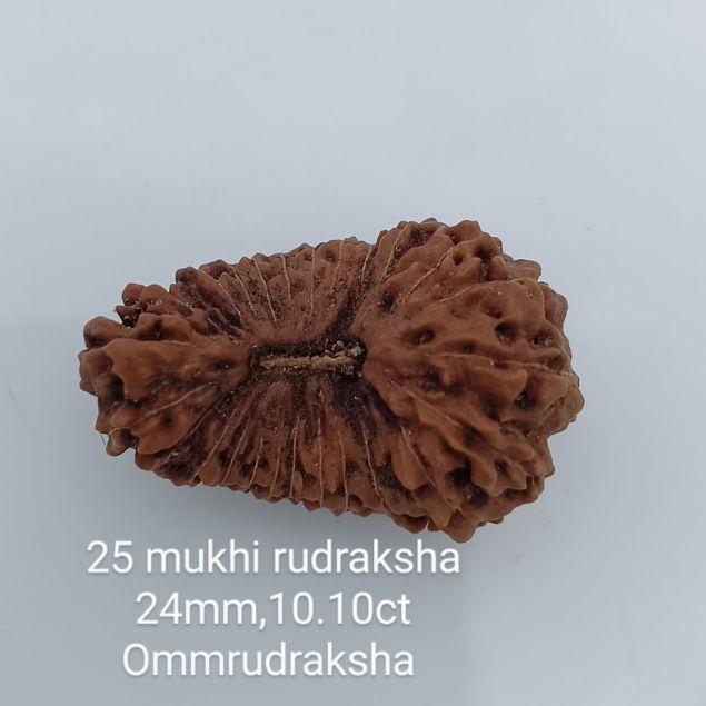 25 mukhi rudraksha 24mm