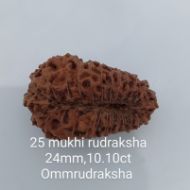 25 mukhi rudraksha 24mm