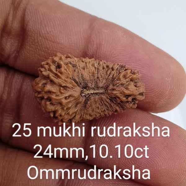 25 mukhi rudraksha 24mm
