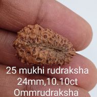25 mukhi rudraksha 24mm