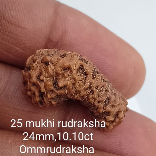 25 mukhi rudraksha 24mm