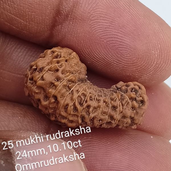 25 mukhi rudraksha 24mm