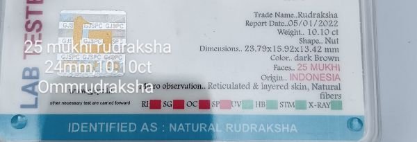 25 mukhi rudraksha 24mm