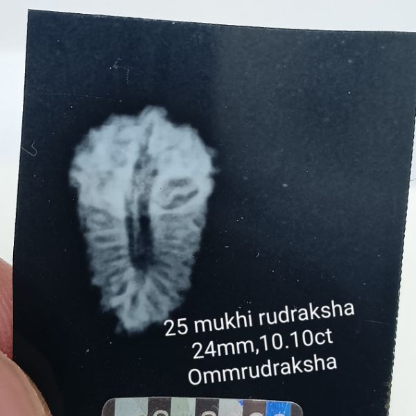 25 mukhi rudraksha 24mm