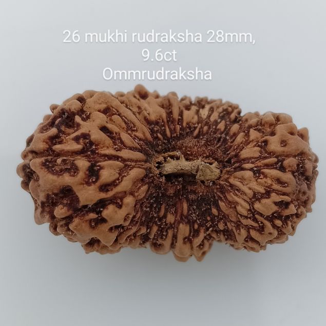 26 mukhi rudraksha 28mm