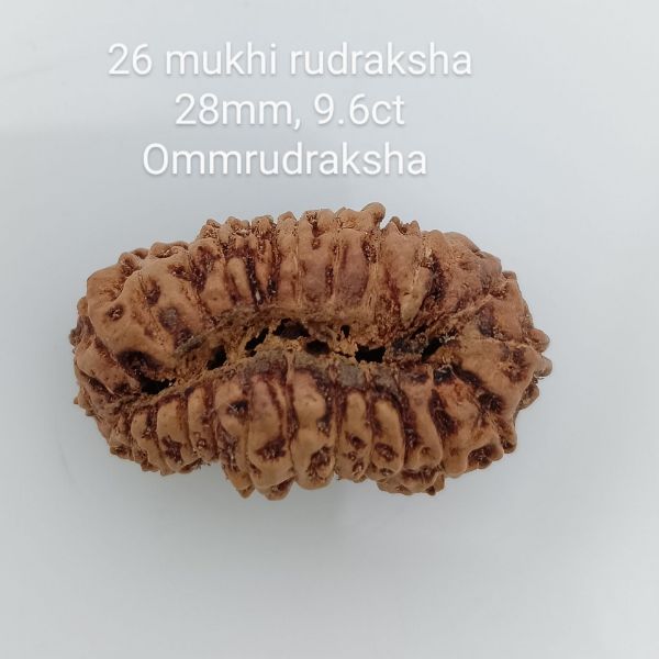 26 mukhi rudraksha 28mm