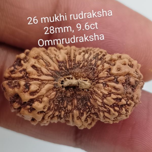 26 mukhi rudraksha 28mm