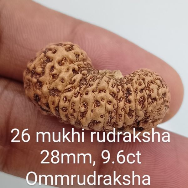 26 mukhi rudraksha 28mm