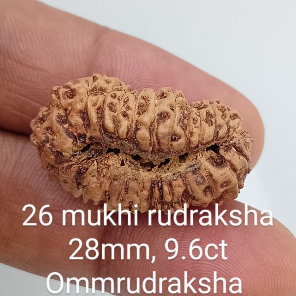 26 mukhi rudraksha 28mm