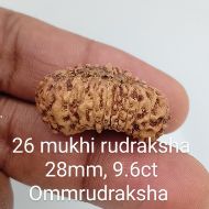 26 mukhi rudraksha 28mm