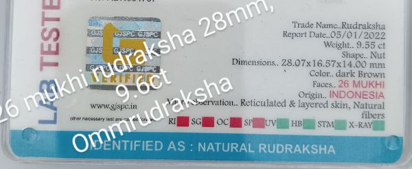 26 mukhi rudraksha 28mm