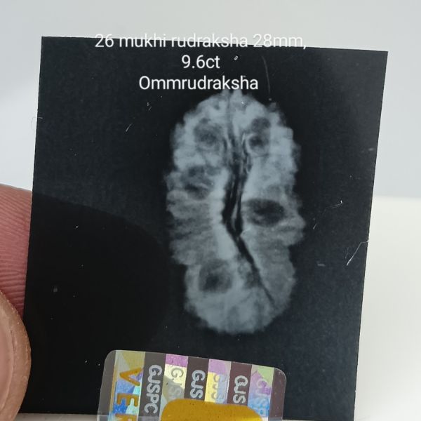 26 mukhi rudraksha 28mm