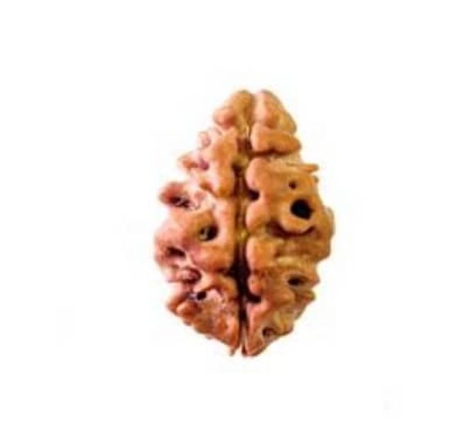 2 mukhi nepal rudraksha bead
