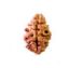 2 mukhi nepal rudraksha bead