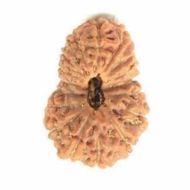 17 mukhi java rudraksha bead